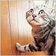 pic_pet02.jpg